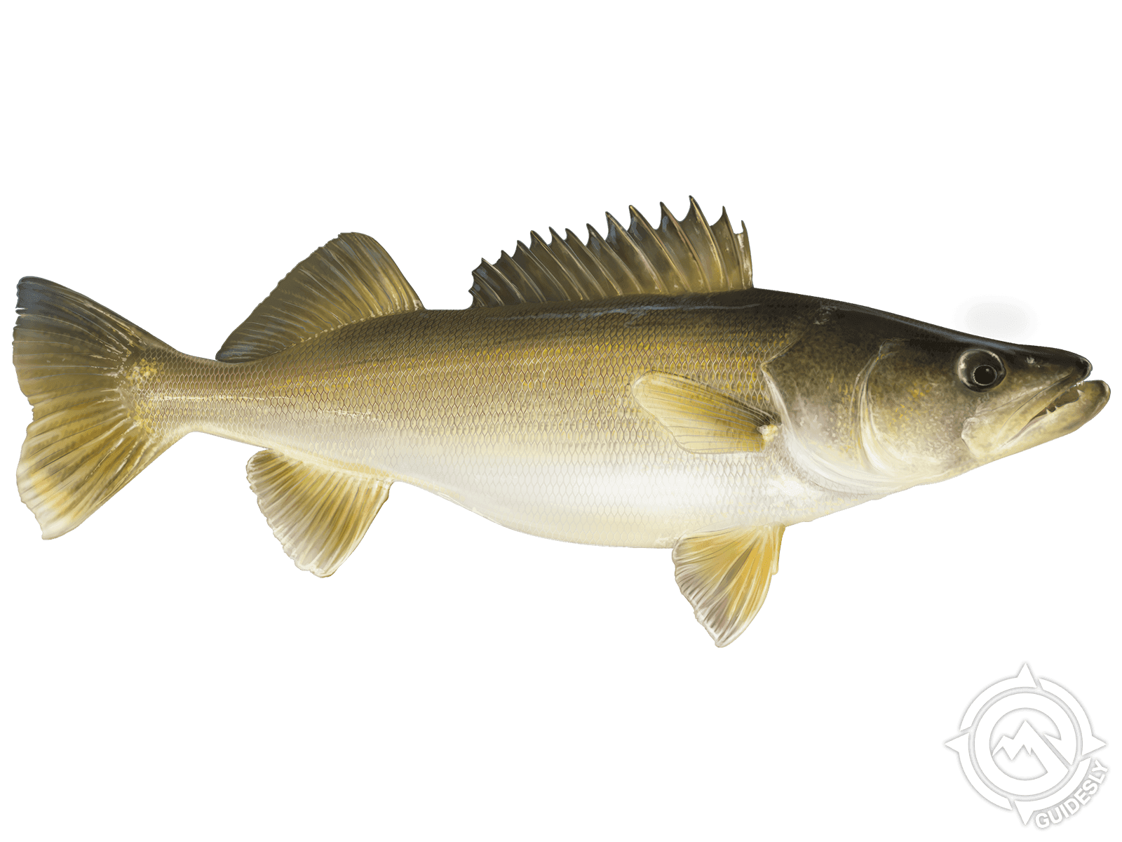 Walleye